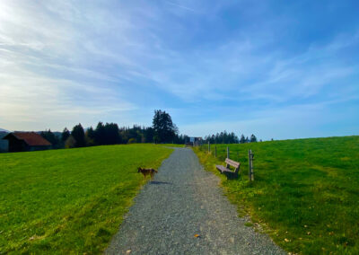 Ausblick am Panoramaweg Oy-Mittelberg mit Hund