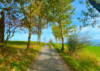 Waldweg am Panoramaweg Oy-Mittelberg