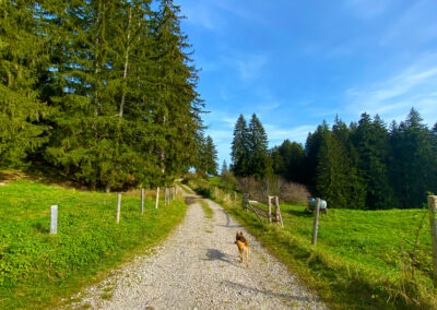 Panoramaweg Oy-Mittelberg mit Hund