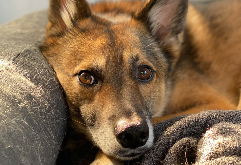 Hund Ferienwohnung Oy-Mittelberg